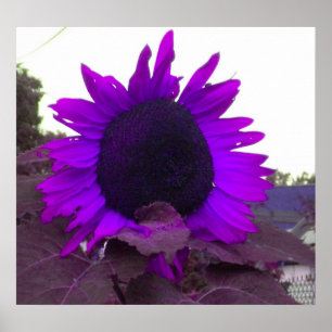 Purple Sunflower poster