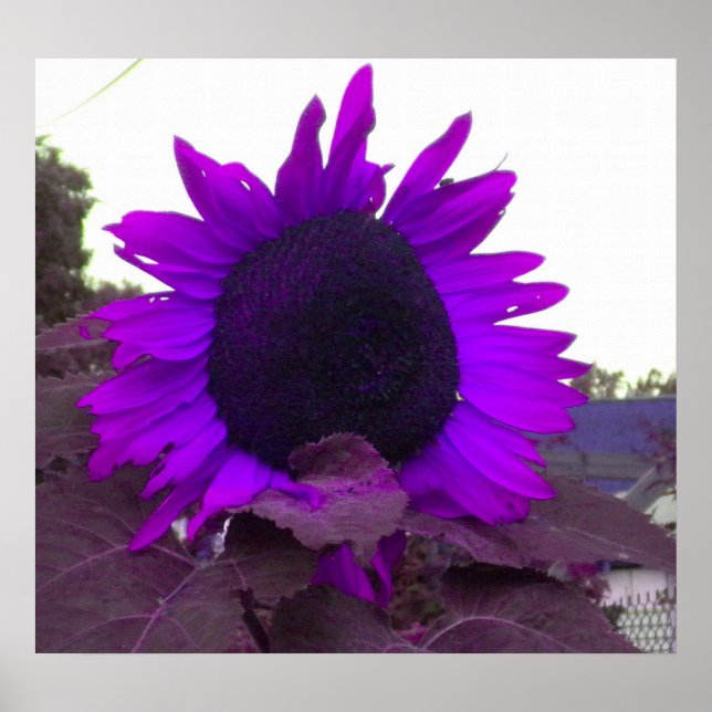 Purple Sunflower poster (Front)