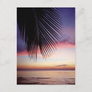 Purple Sunset Beach Tropical Palm Tree Silhouette Postcard
