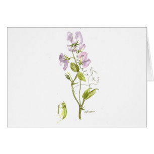 Purple sweet pea note card