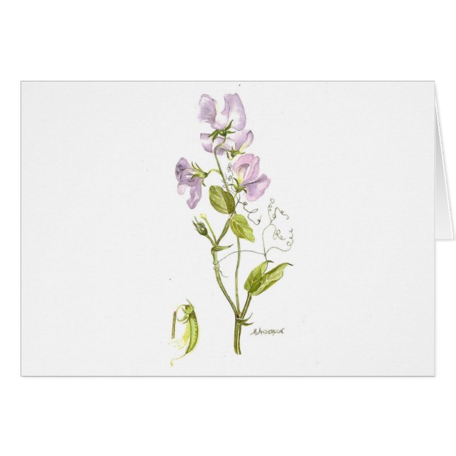 Purple sweet pea note card (Front Horizontal)