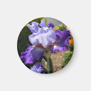 Purple Tall Bearded Iris Magnet