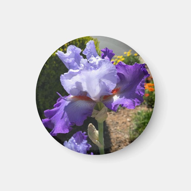 Purple Tall Bearded Iris Magnet (Front)
