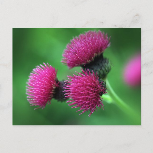 Purple thistle Postcard (Front)