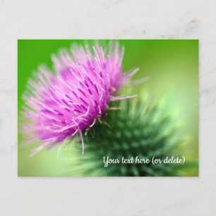 Purple Thistle Postcard
