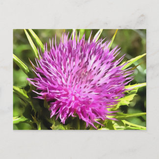 Purple Thistle Wildflower Floral Art Postcard