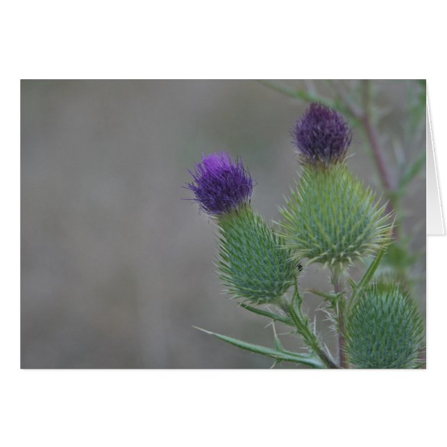 Purple Thistles (Front Horizontal)