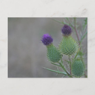 Purple Thistles Postcard