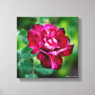 Purple Tiger Rose Canvas Print