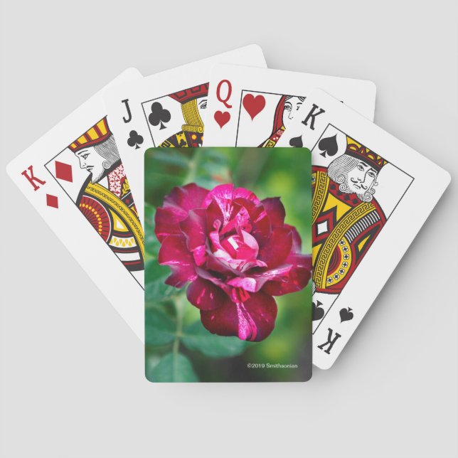 Purple Tiger Rose Playing Cards (Back)