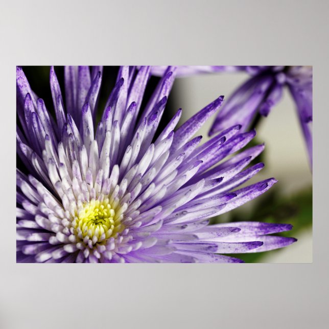 Purple Tipped Spider Mum Poster (Front)