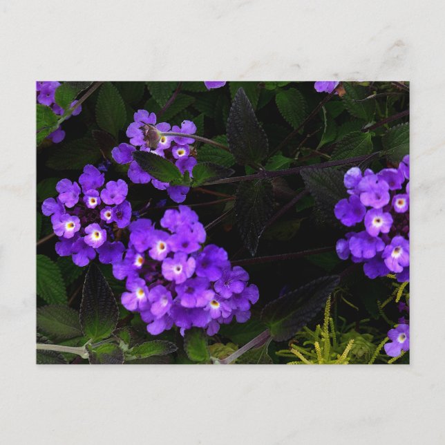 Purple Trailing Lantana #1 Postcard (Front)