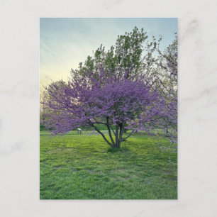 Purple Trees Postcard
