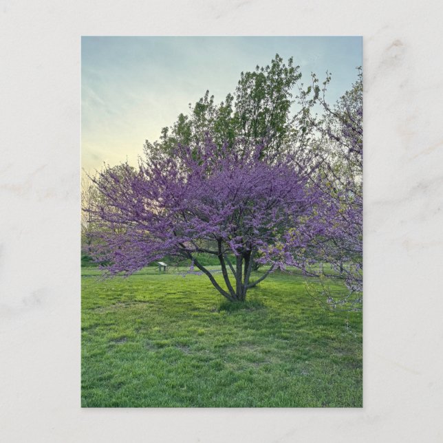 Purple Trees Postcard (Front)