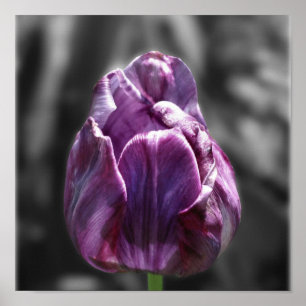 Purple Tulip Black And White Flower Poster