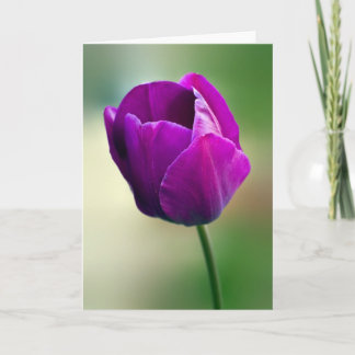Purple Tulip Card