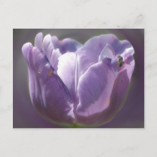 Purple Tulip Flower And Bee Postcard