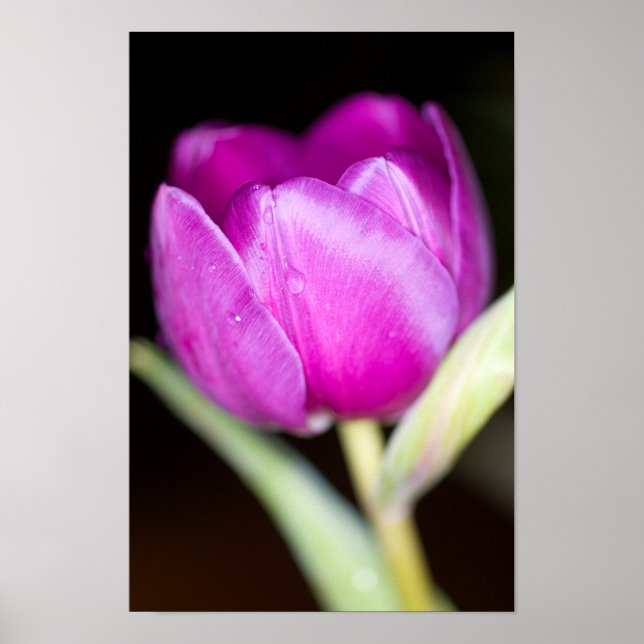 Purple tulip flower Poster (Front)