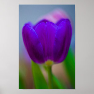 Purple tulip flower Poster