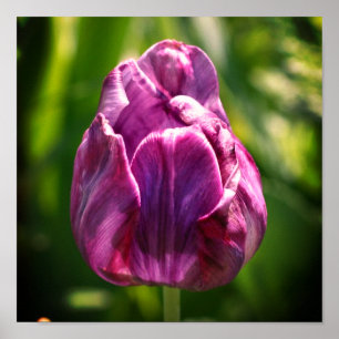 Purple Tulip Flower Poster