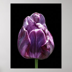 Purple Tulip Flower Poster