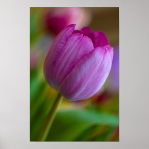 Purple tulip flower Poster