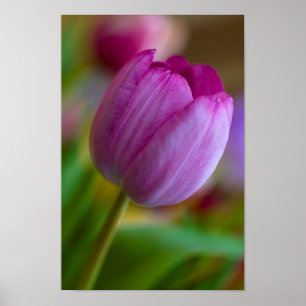 Purple tulip flower Poster