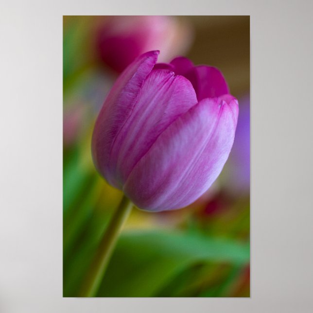 Purple tulip flower Poster (Front)
