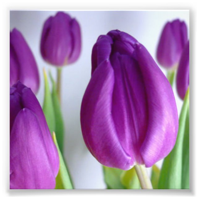 Purple Tulip Photo Print (Front)