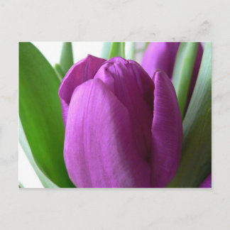 Purple Tulip Postcard