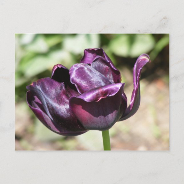 PURPLE TULIP POSTCARD (Front)