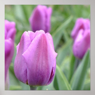 Purple Tulip Poster