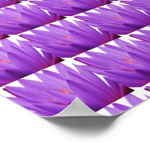 Purple Tulip Poster