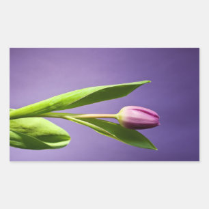 Purple tulip rectangular sticker