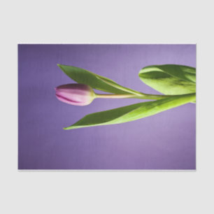 Purple tulip tissue paper