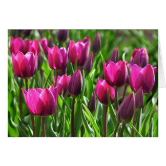 Purple Tulips