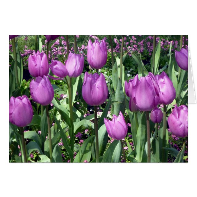 purple tulips (Front Horizontal)