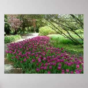 Purple Tulips (3033) Poster