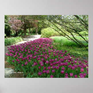 Purple Tulips (3033) Poster