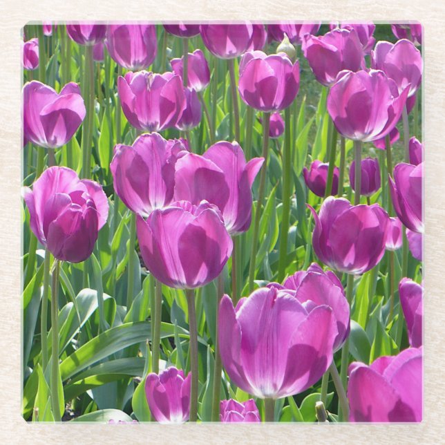 Purple Tulips Glass Coaster (Front)