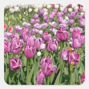 Purple tulips in garden postcard square sticker