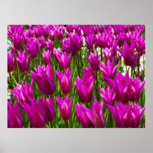 Purple Tulips in Keukenhof, Holland Print