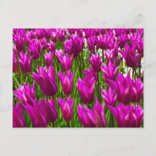 Purple Tulips in Keukenhof, Holland  Wall Postcard