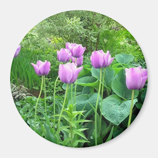 Purple Tulips Magnet (Front)