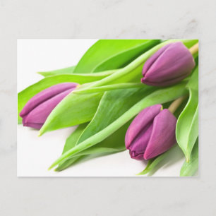 Purple Tulips Postcard