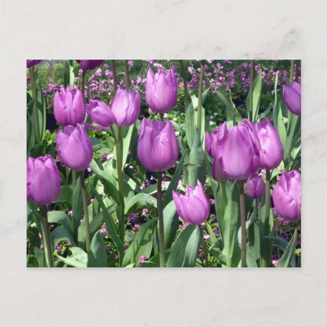 purple tulips postcard (Front)