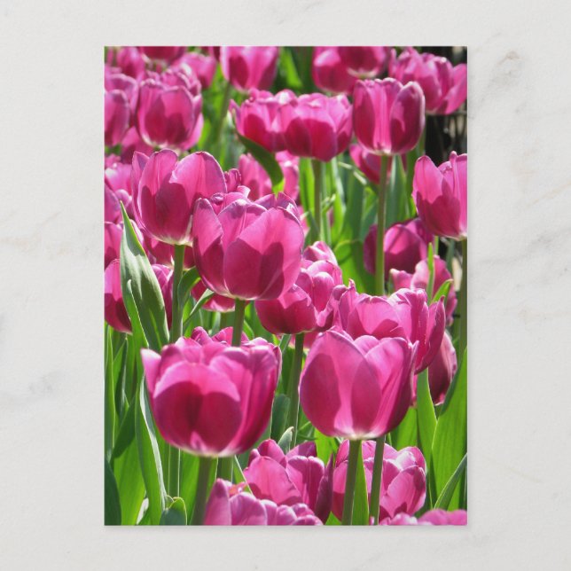 Purple Tulips Postcard (Front)