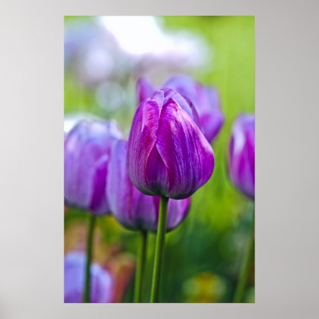 Purple Tulips Poster (Front)