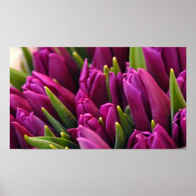 Purple Tulips Poster (Front)