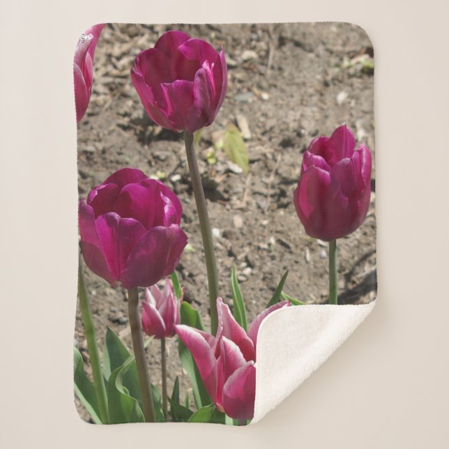 Purple Tulips sherpa blankert Blanket (Front)